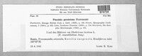 Puccinia recondita image